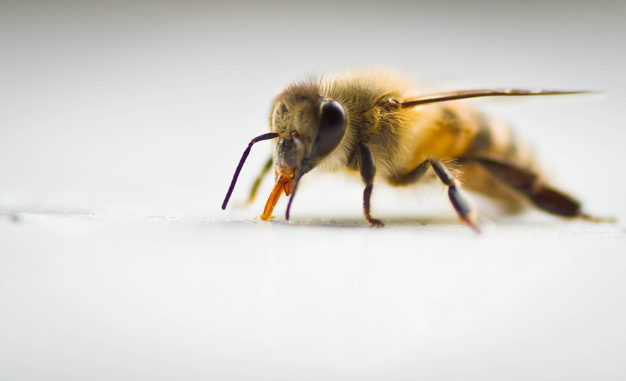 ¿Cómo funciona el veneno de abejas en nuestro cuerpo?